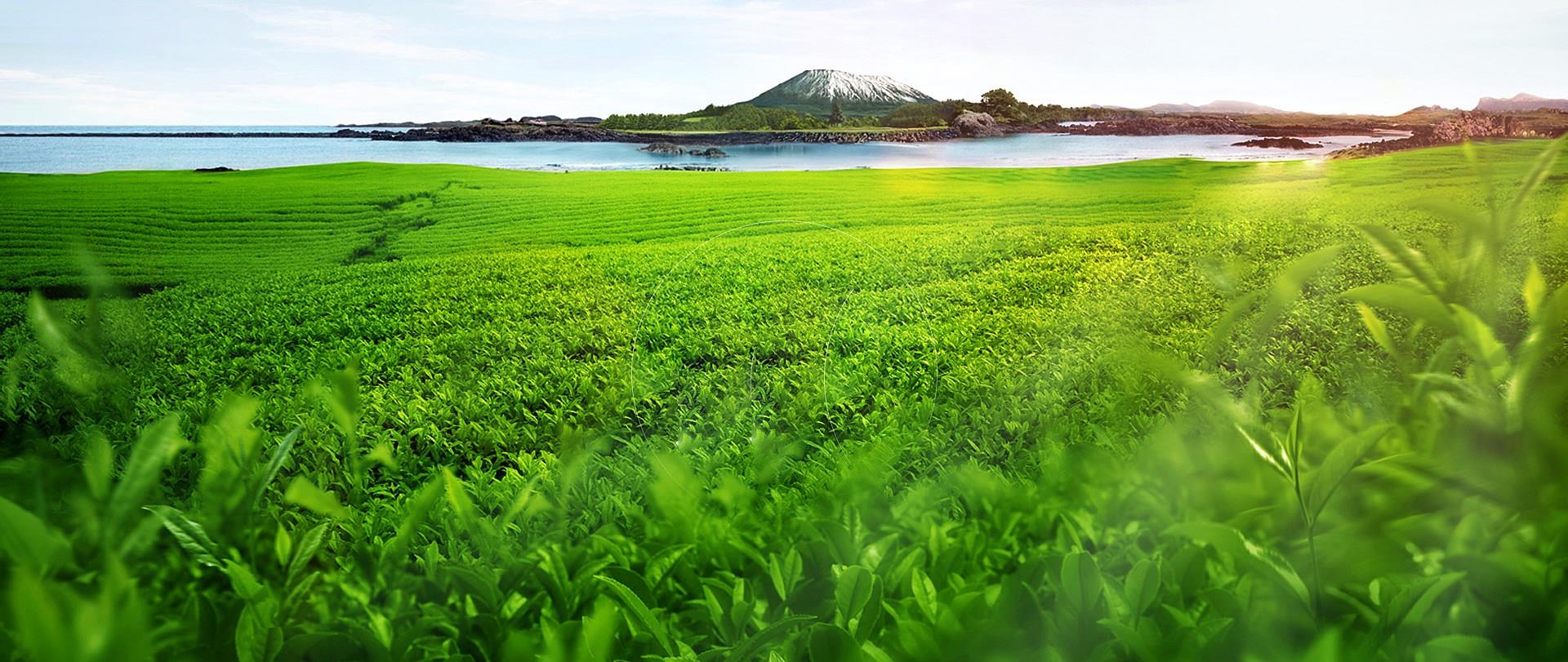 陕西西安懒汉罐罐茶文化传播有限公司